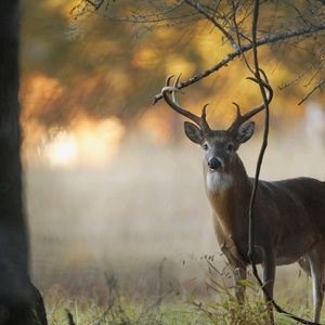 Meet your Posher, Timothy